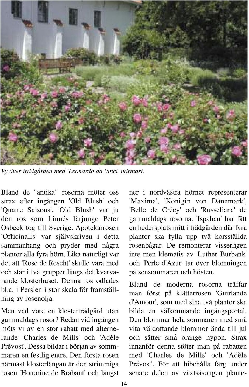 Lika naturligt var det att 'Rose de Rescht' skulle vara med och står i två grupper längs det kvarvarande klosterhuset. Denna ros odlades bl.a. i Persien i stor skala för framställning av rosenolja.