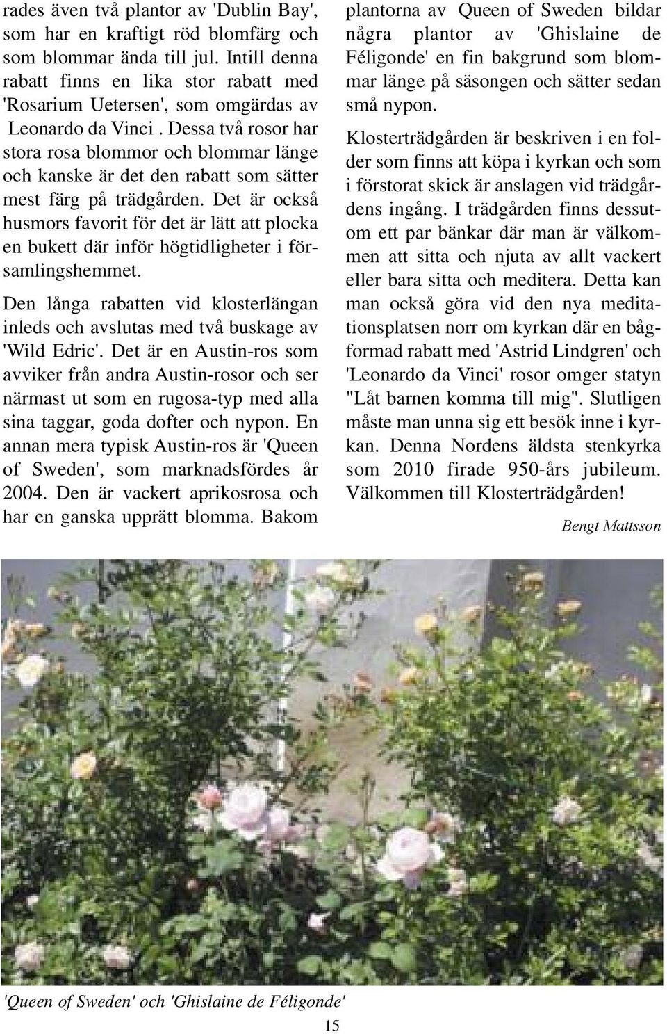 Dessa två rosor har stora rosa blommor och blommar länge och kanske är det den rabatt som sätter mest färg på trädgården.