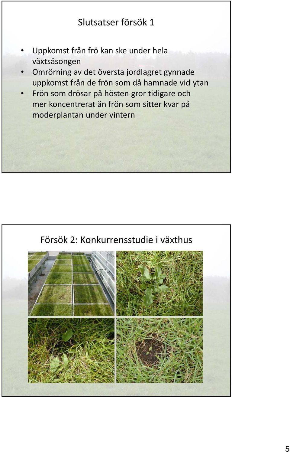 hamnade vid ytan Frön som drösar på hösten gror tidigare och mer koncentrerat