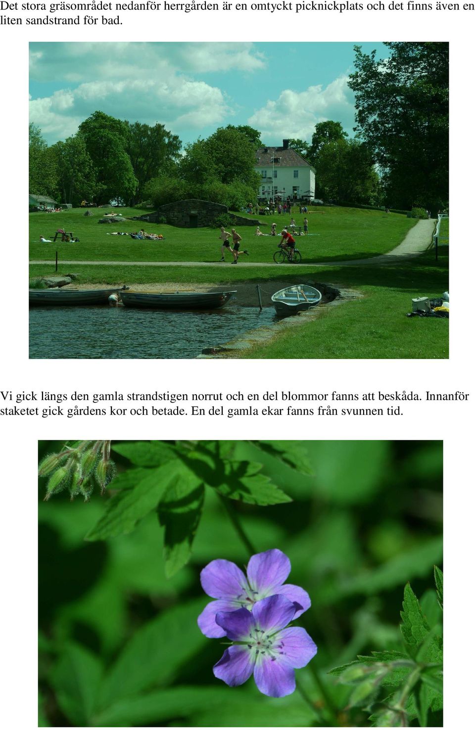 Vi gick längs den gamla strandstigen norrut och en del blommor fanns