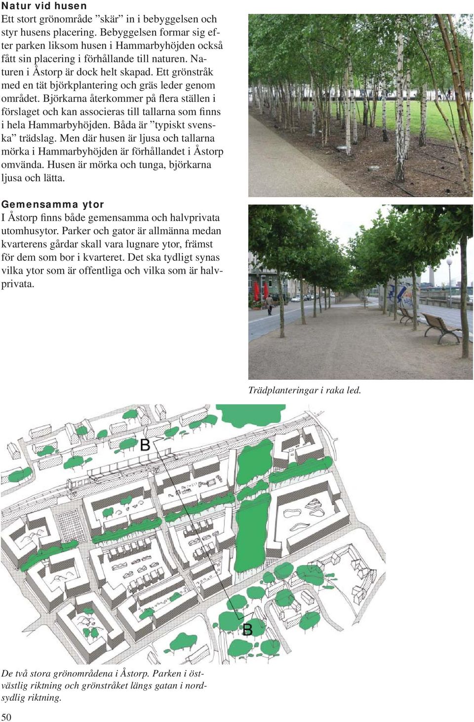 Ett grönstråk med en tät björkplantering och gräs leder genom området. Björkarna återkommer på flera ställen i förslaget och kan associeras till tallarna som finns i hela Hammarbyhöjden.