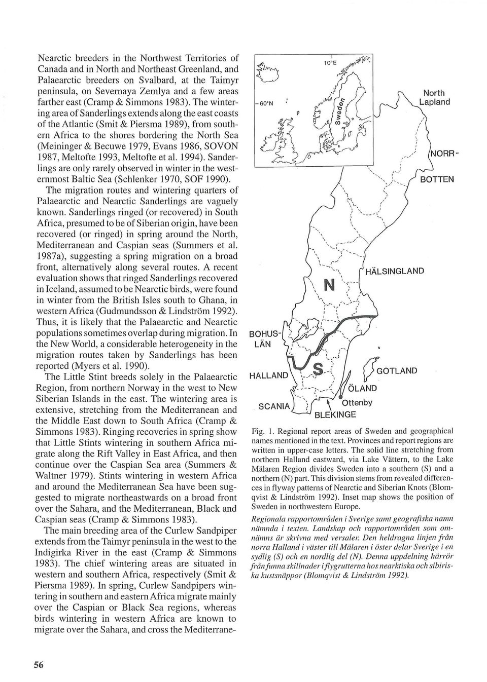The wintering area of Sanderlings extends along the east coasts of the Atlantic (Smit & Piersma 1989), from southern Africa to the shores bordering the North Sea (Meininger & Becuwe 1979, Evans 1986,