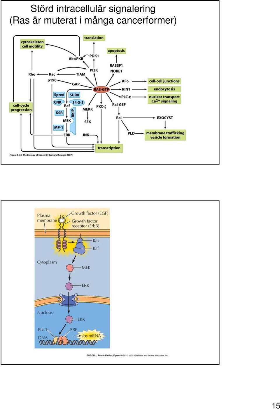 signalering (Ras