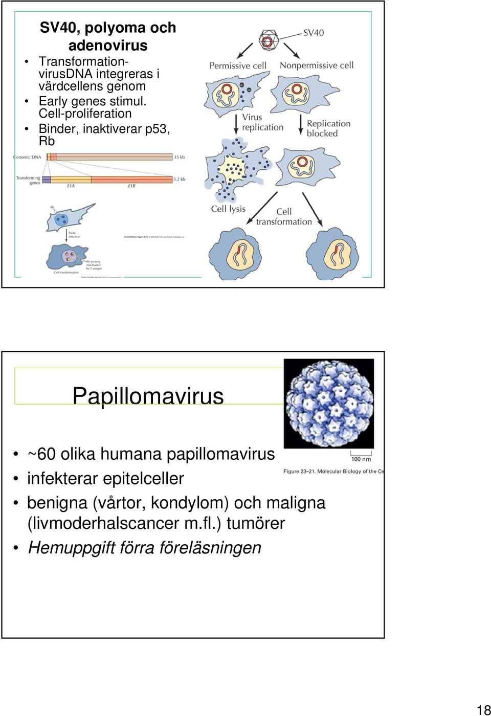 Cell-proliferation Binder, inaktiverar p53, Rb Papillomavirus ~60 olika humana