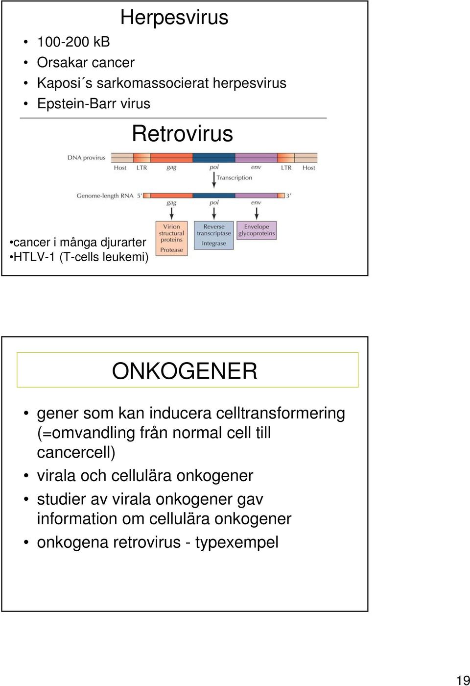 celltransformering (=omvandling från normal cell till cancercell) virala och cellulära onkogener