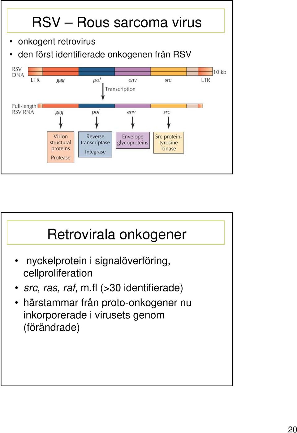 signalöverföring, cellproliferation src, ras, raf, m.