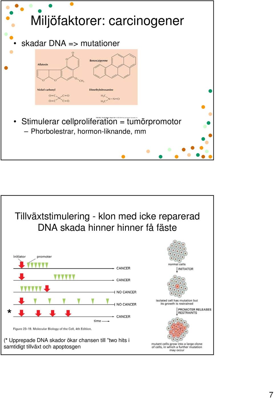 Tillväxtstimulering - klon med icke reparerad DNA skada hinner hinner få