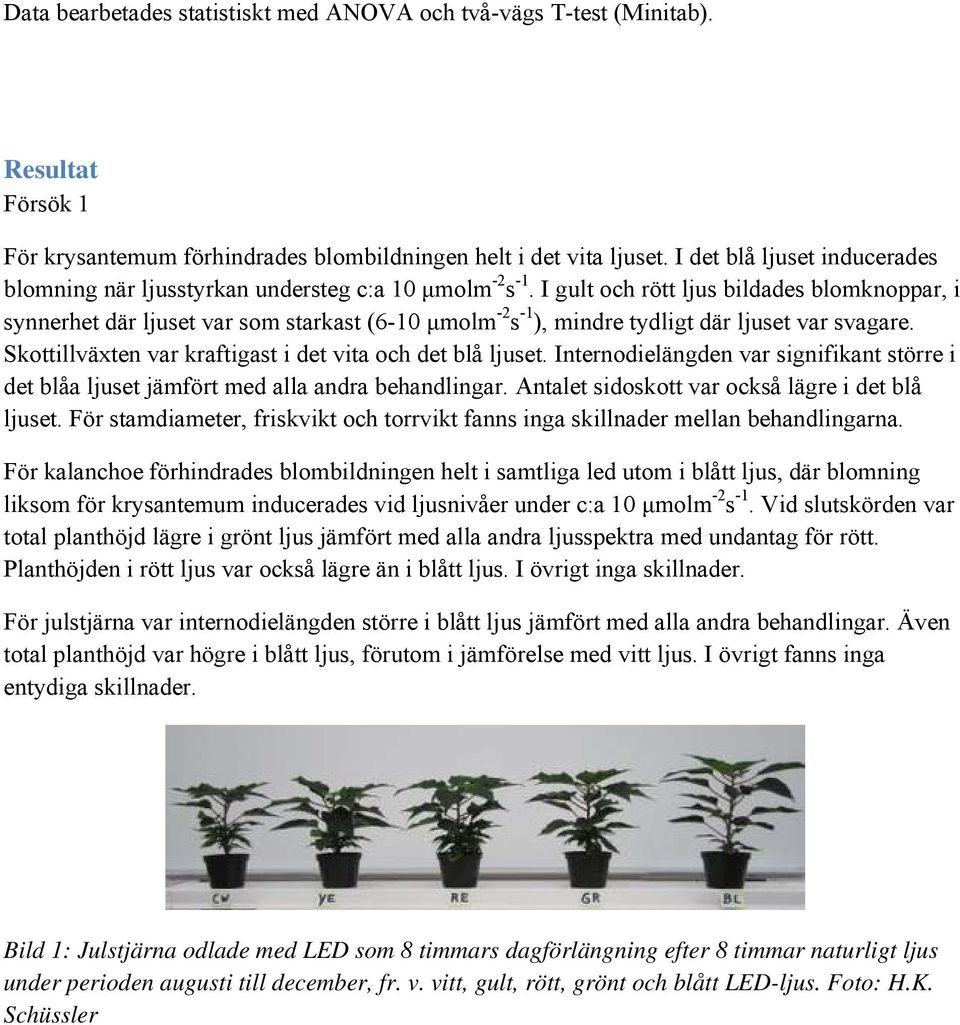 I gult och rött ljus bildades blomknoppar, i synnerhet där ljuset var som starkast (6-1 μmolm -2 s -1 ), mindre tydligt där ljuset var svagare.