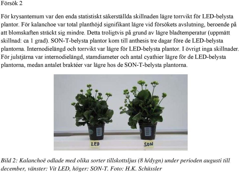 Detta troligtvis på grund av lägre bladtemperatur (uppmätt skillnad: ca 1 grad). SON-T-belysta plantor kom till anthesis tre dagar före de LED-belysta plantorna.