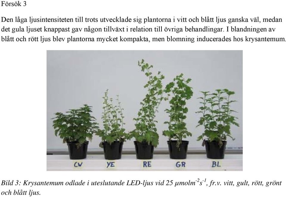 I blandningen av blått och rött ljus blev plantorna mycket kompakta, men blomning inducerades hos