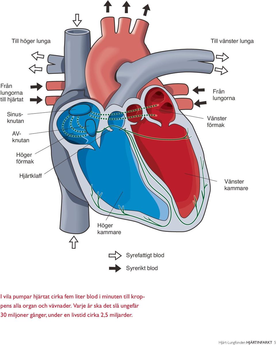 vila pumpar hjärtat cirka fem liter blod i minuten till kroppens alla organ och vävnader.