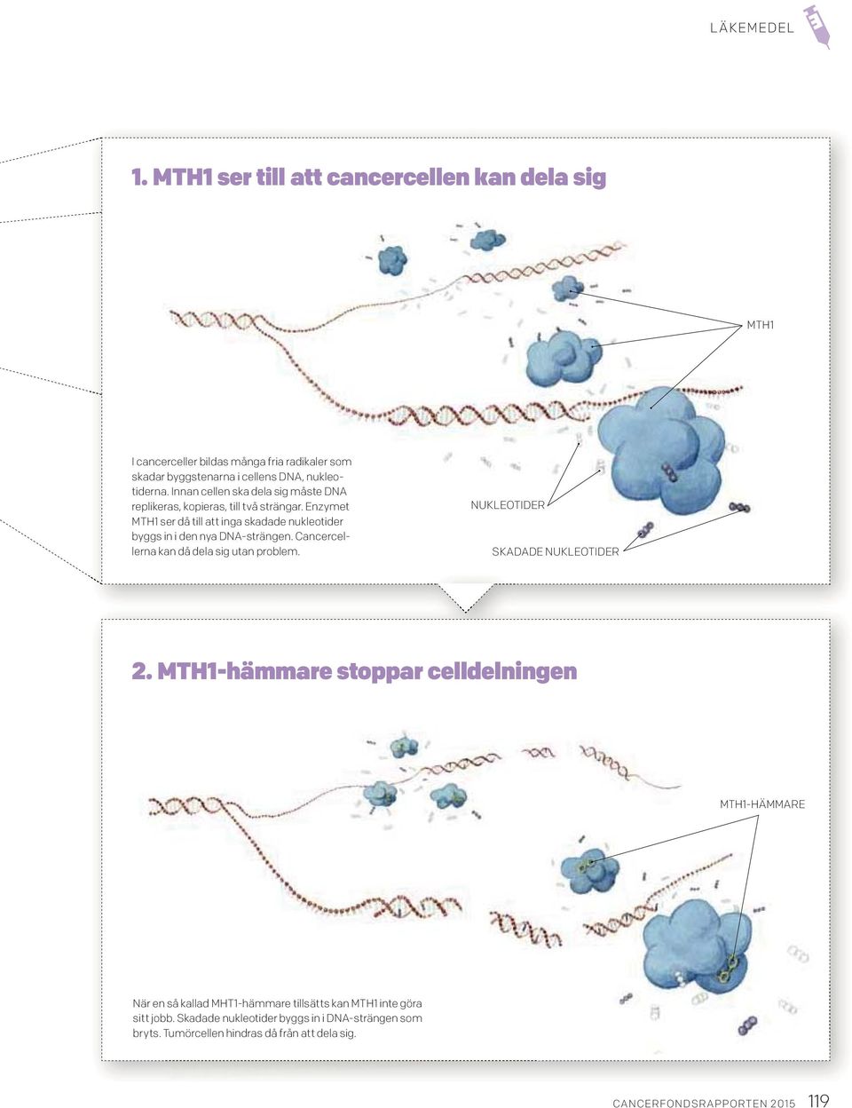 Enzymet MTH1 ser då till att inga skadade nukleotider byggs in i den nya DNA-strängen. Cancercellerna kan då dela sig utan problem.