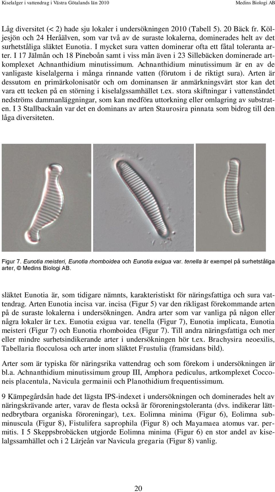 I 17 Jälmån och 18 Pineboån samt i viss mån även i 23 Sillebäcken dominerade artkomplexet Achnanthidium minutissimum.