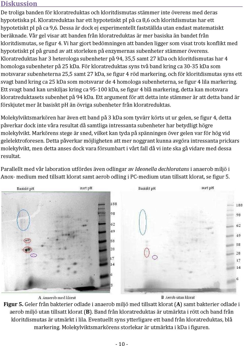 Vår gel visar att banden från kloratreduktas är mer basiska än bandet från kloritdismutas, se figur 4.