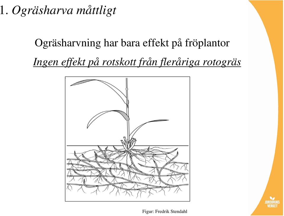 fröplantor Ingen effekt på