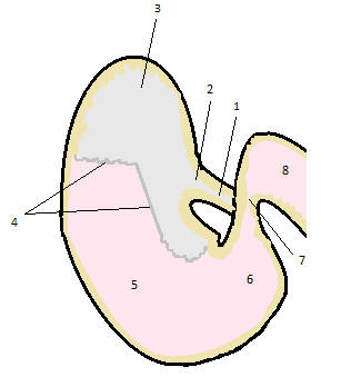 1. Foderstrupe 2. Cardia sfinkter 3. Fundus (saccus cecus) 4. Margo plicatus 5. Corpus 6. Pylorus 7. Pylorus sfinkter 8. Duodenum Figur 1. Magsäckens anatomi (efter Dyce et al., 2010).