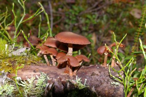 Hösten är på gång Nästa utskick kommer i november 2012 Att sjunga ger oss glädje och livslust och gemenskap över generationsgränserna säger Päivi Hällström, förskollärare som även undervisat i