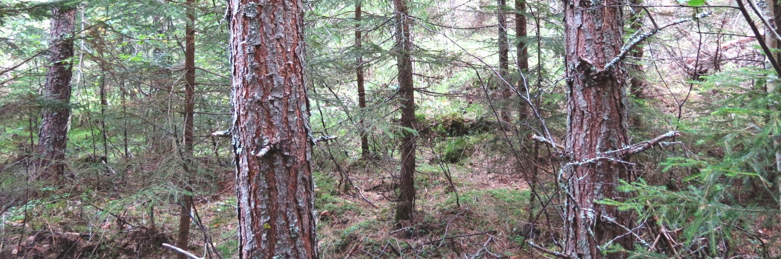 Skogfatighet i Vätergrängjö, Gnarp i Nordantig Skogfatighet Vätergrängjö 14:4.