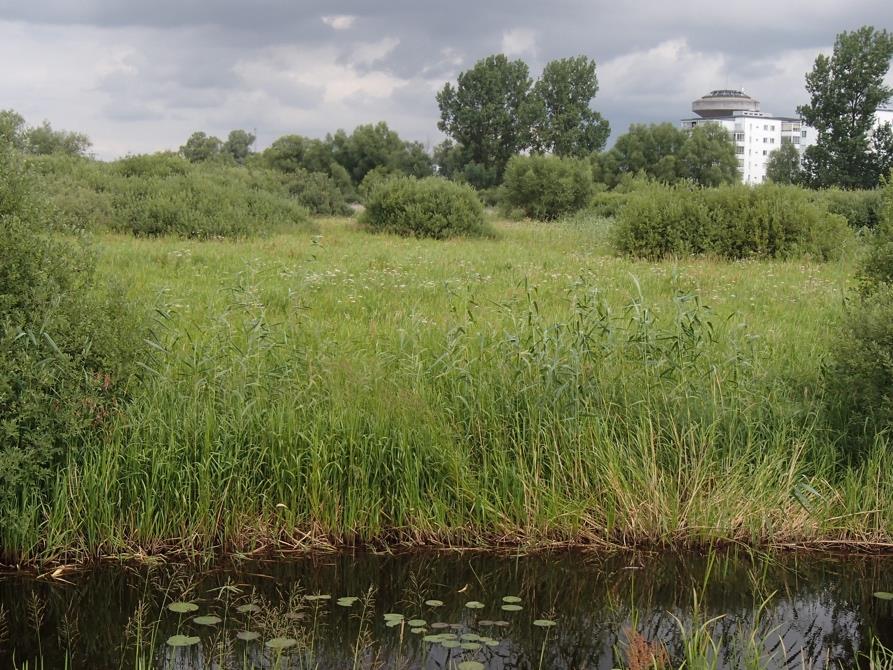 Naturum Vattenriket (området mellan RN90 6212533, 1396622; 6212436, 1396734; 6212271, 1396714 och 6212271, 1396714) Bestånden vi naturum Vattenriket inventerades och koordinatsattes för första gången