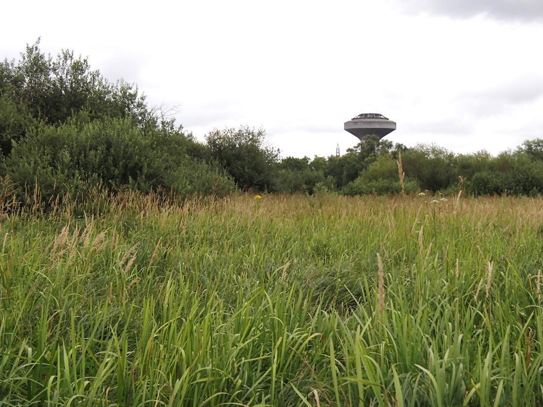 Årummet norr om naturum Vattenriket (RN90 6212563, 139646) Stora partier av Härlövsängar, inom det nyinrättade naturreservatet Årummet, upptas av täta, ogenomträngliga snår av gråvide.