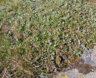 Områden inom Marsäng Natura 2 som inventerats och inventeringsmetodik I området har alla strandängar inventerats med revirkarteringsmetoden.