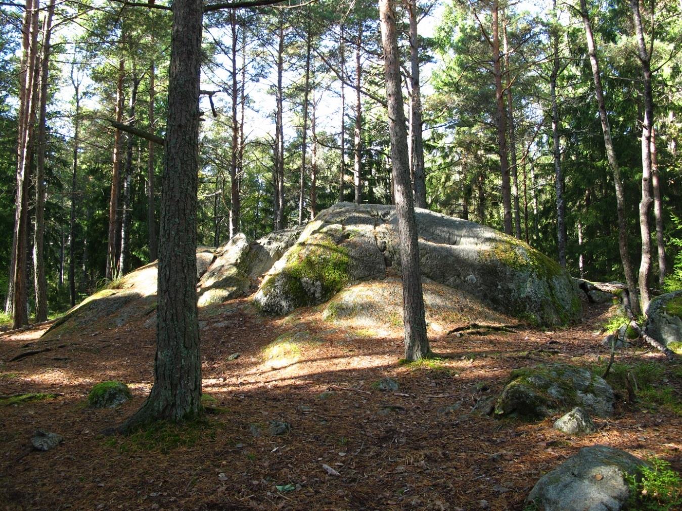 Figur 3-7. Naturmarken i området omfattar berg i dagen och tunna sandiga jordar i kuperad terräng. Figur 3-8.