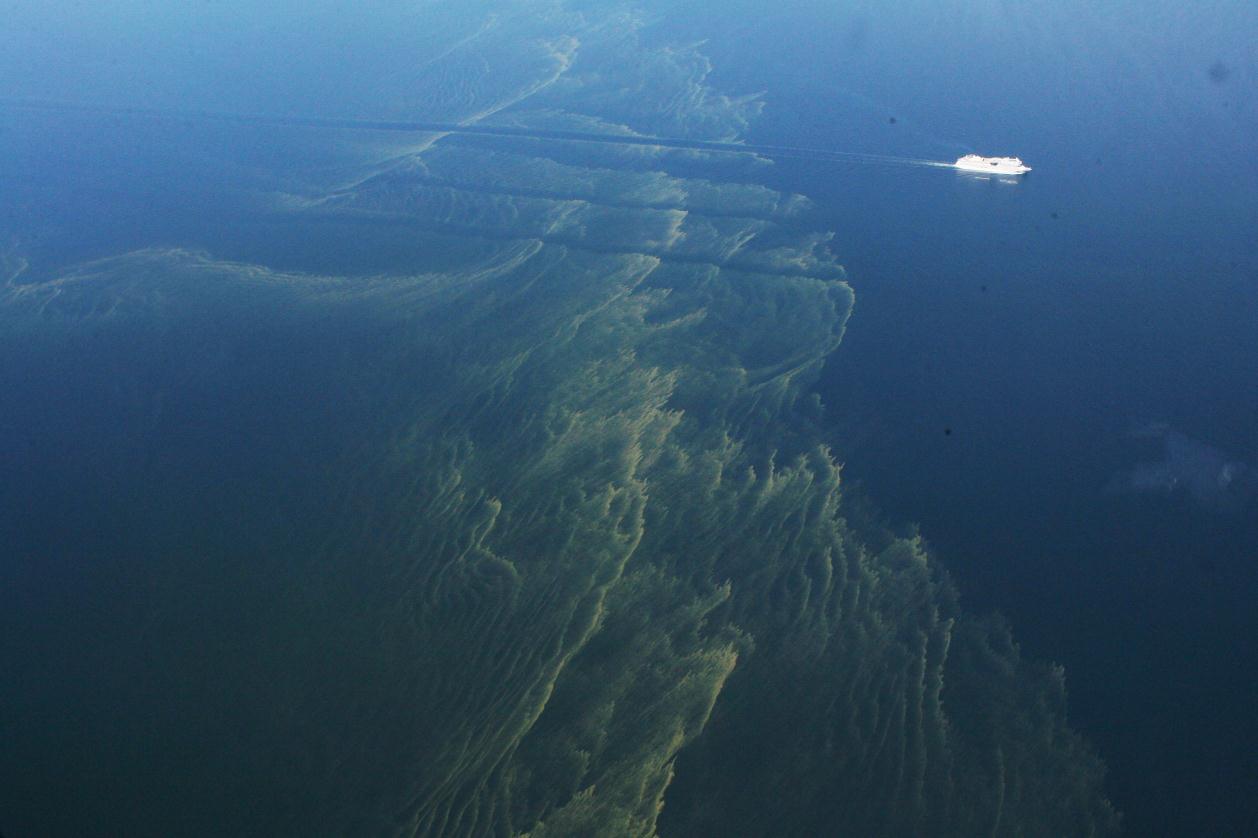 Egentliga Östersjön Algblomning