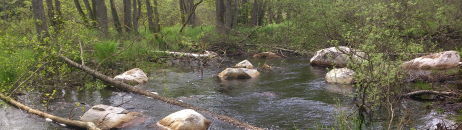 Lek- och ståndplatser för fisk Utläggning av sten och grus I många vattendrag har man rensat vattendraget från sten och grus.