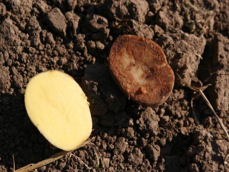 Cisgenetik De gener som ger resistens mot bladmögel/brunröta förs över med