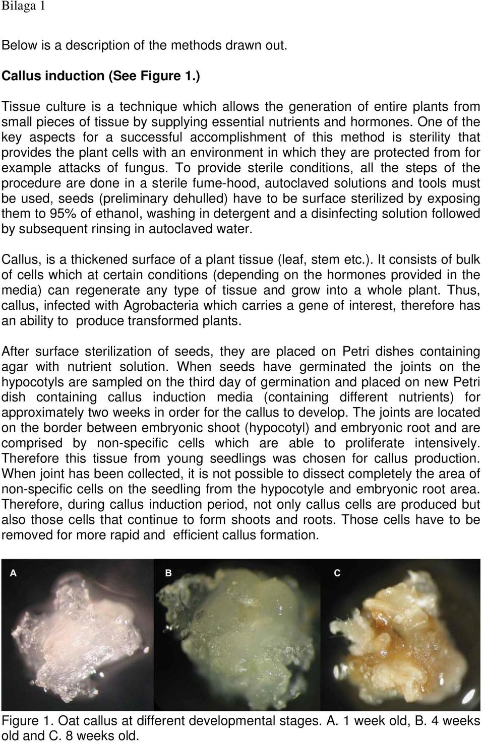 One of the key aspects for a successful accomplishment of this method is sterility that provides the plant cells with an environment in which they are protected from for example attacks of fungus.