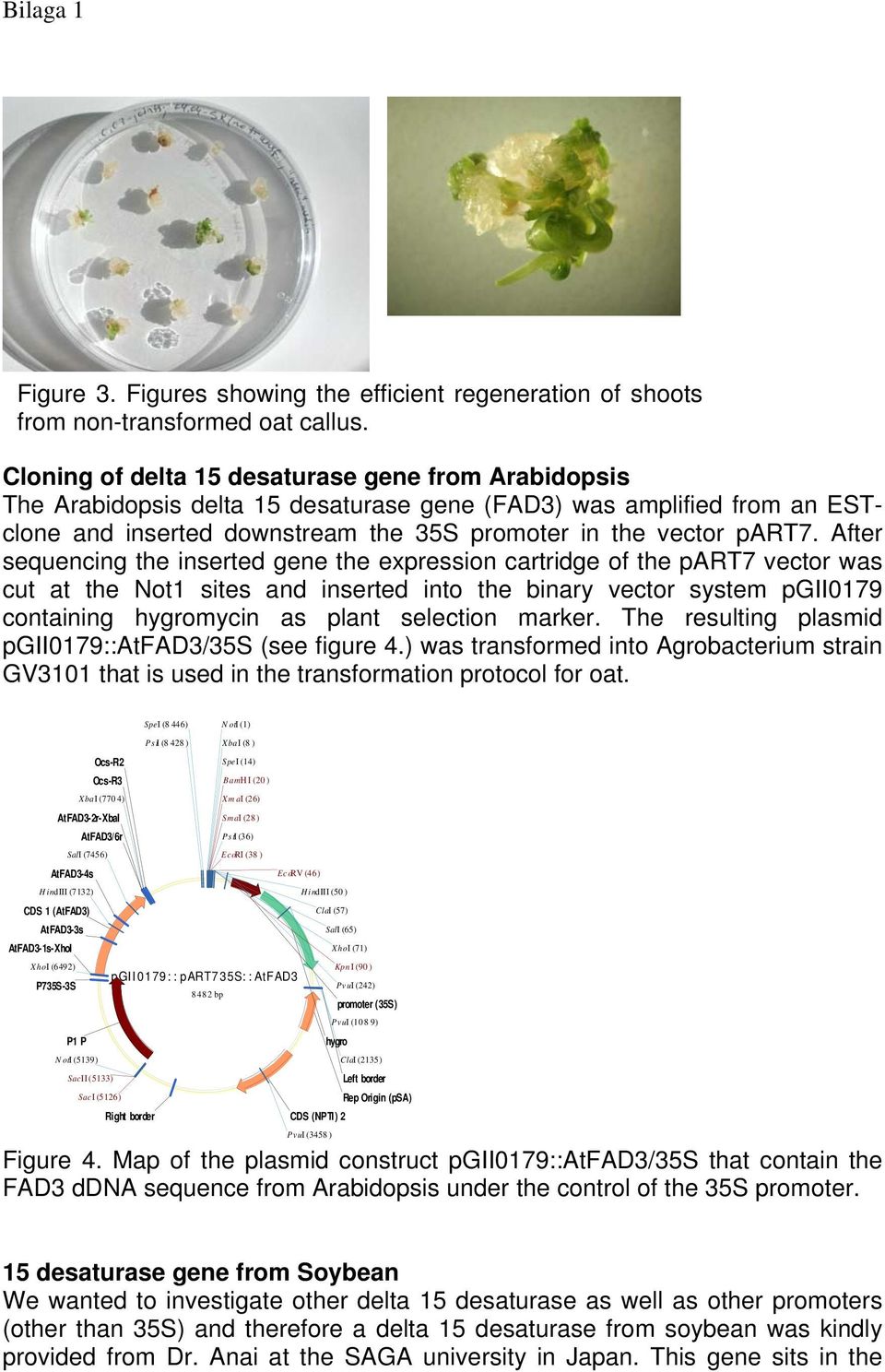After sequencing the inserted gene the expression cartridge of the part7 vector was cut at the Not1 sites and inserted into the binary vector system pgii0179 containing hygromycin as plant selection