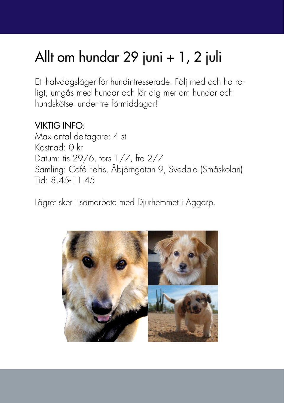 hundskötsel under tre förmiddagar!