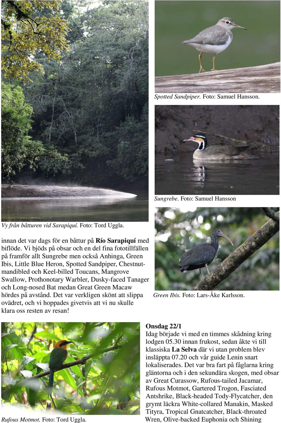 Swallow, Prothonotary Warbler, Dusky-faced Tanager och Long-nosed Bat medan Great Green Macaw hördes på avstånd.