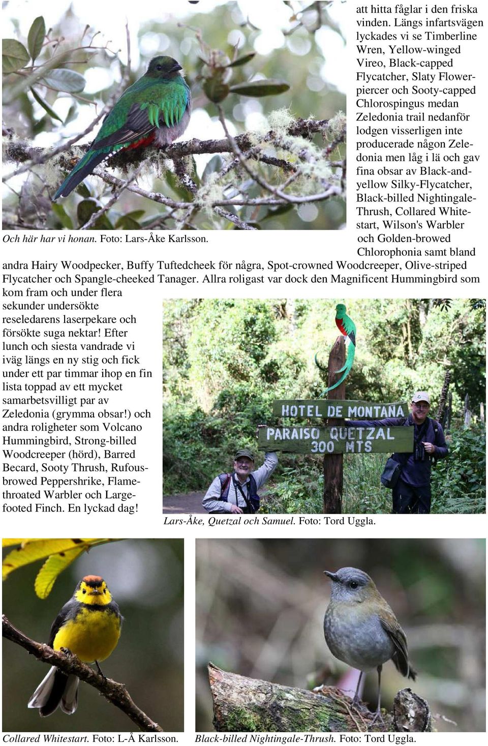 inte producerade någon Zeledonia men låg i lä och gav fina obsar av Black-andyellow Silky-Flycatcher, Black-billed Nightingale- Thrush, Collared Whitestart, Wilson's Warbler och Golden-browed