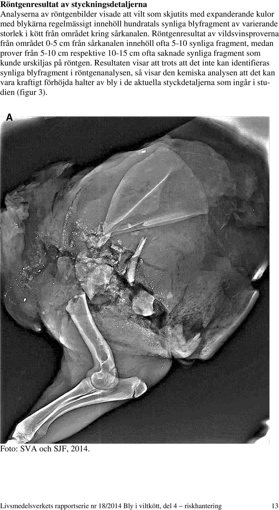 Röntgenresultat av vildsvinsproverna från området 0-5 cm från sårkanalen innehöll ofta 5-10 synliga fragment, medan prover från 5-10 cm respektive 10-15 cm ofta saknade synliga fragment som kunde