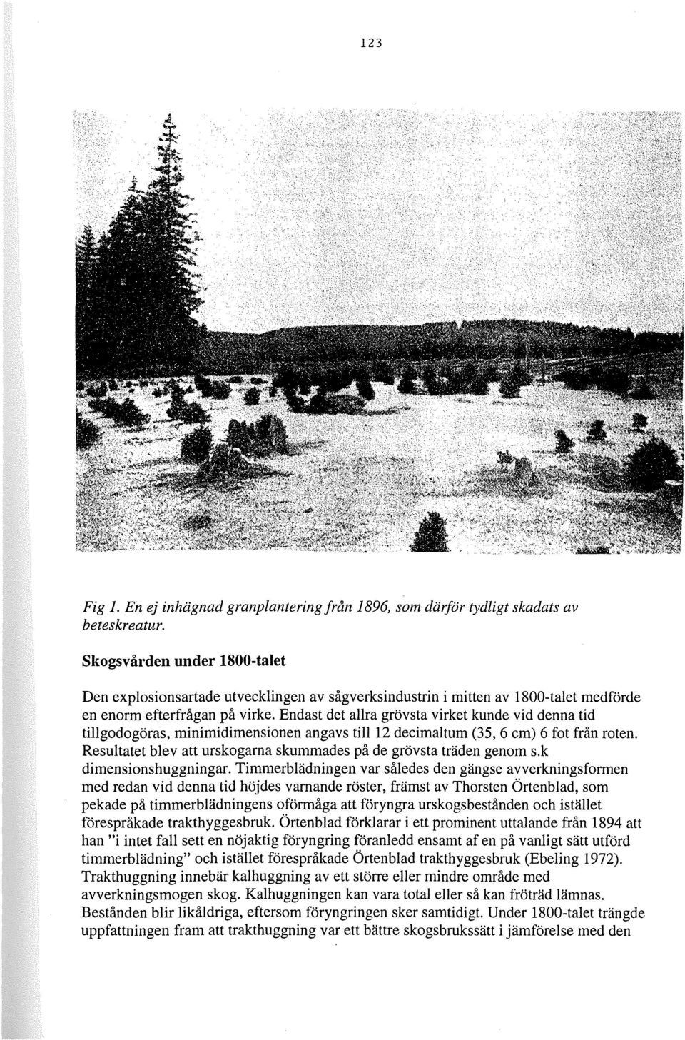 Endast det allra grövsta virket kunde vid denna tid tillgodogöras, minimidimensionen angavs till 12 decimaltum (35, 6 cm) 6 fot från roten.