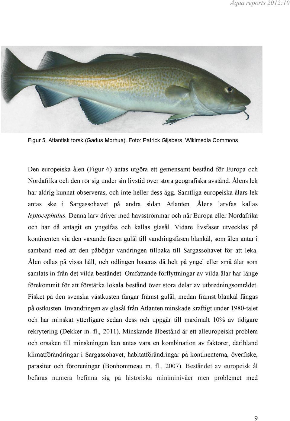 Ålens lek har aldrig kunnat observeras, och inte heller dess ägg. Samtliga europeiska ålars lek antas ske i Sargassohavet på andra sidan Atlanten. Ålens larvfas kallas leptocephalus.