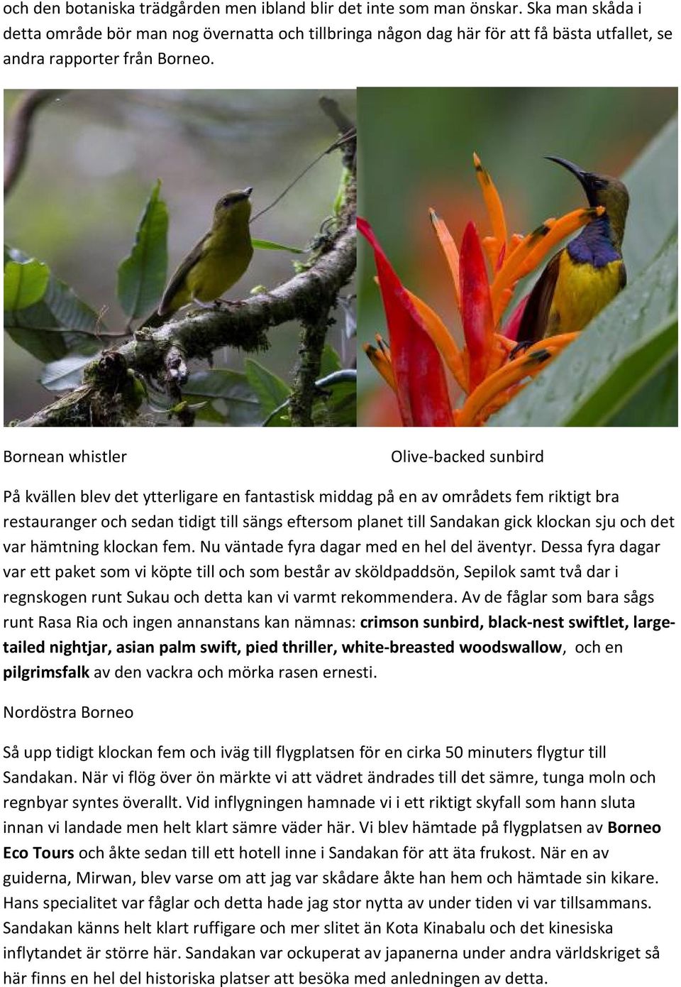 Bornean whistler Olive-backed sunbird På kvällen blev det ytterligare en fantastisk middag på en av områdets fem riktigt bra restauranger och sedan tidigt till sängs eftersom planet till Sandakan