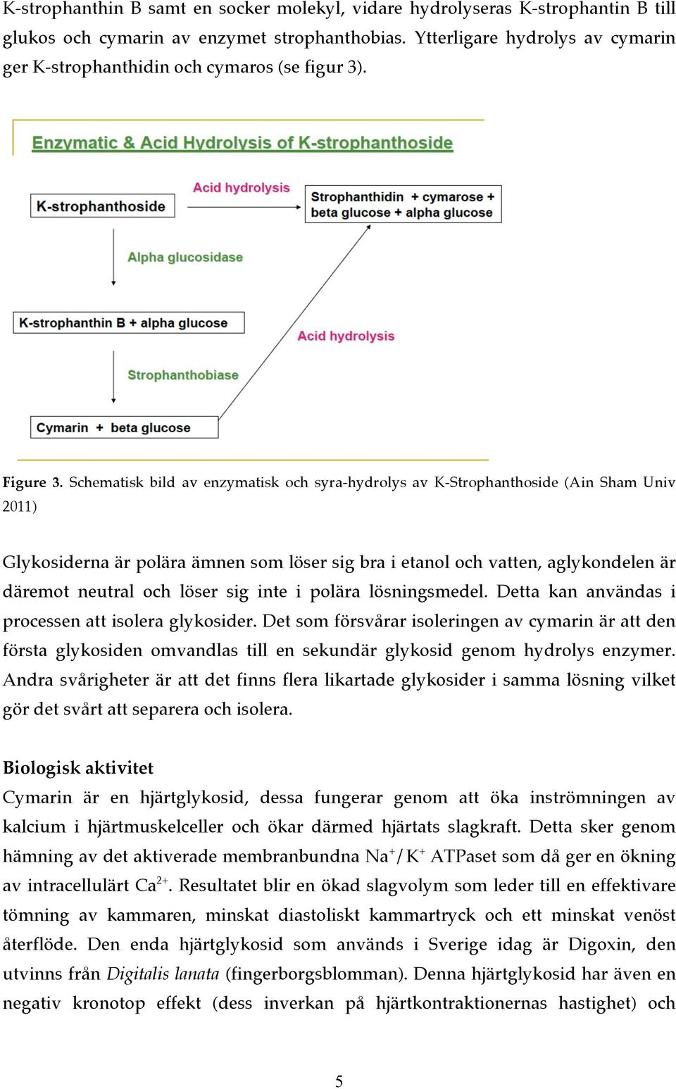 Schematisk bild av enzymatisk och syra-hydrolys av K-Strophanthoside (Ain Sham Univ 2011) Glykosiderna är polära ämnen som löser sig bra i etanol och vatten, aglykondelen är däremot neutral och löser