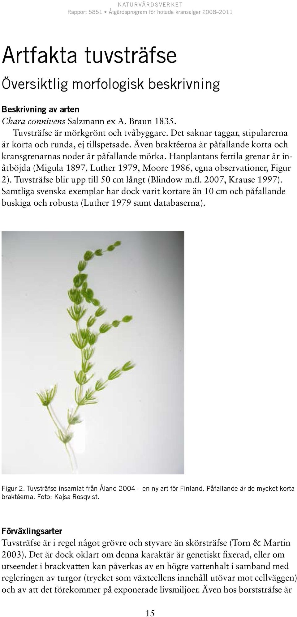 Hanplantans fertila grenar är inåtböjda (Migula 1897, Luther 1979, Moore 1986, egna observationer, Figur 2). Tuvsträfse blir upp till 50 cm långt (Blindow m.fl. 2007, Krause 1997).