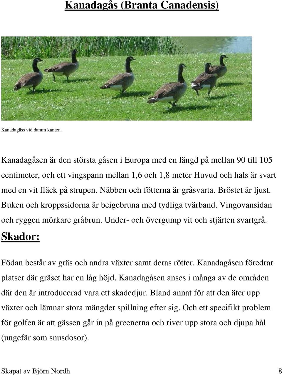 Näbben och fötterna är gråsvarta. Bröstet är ljust. Buken och kroppssidorna är beigebruna med tydliga tvärband. Vingovansidan och ryggen mörkare gråbrun. Under- och övergump vit och stjärten svartgrå.