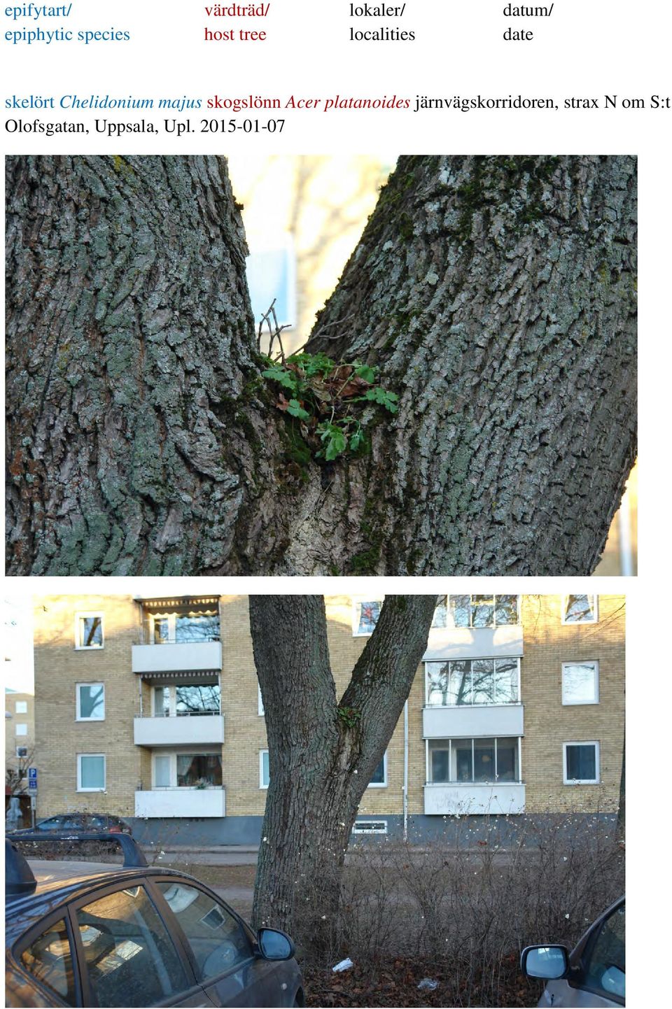 Chelidonium majus skogslönn Acer platanoides