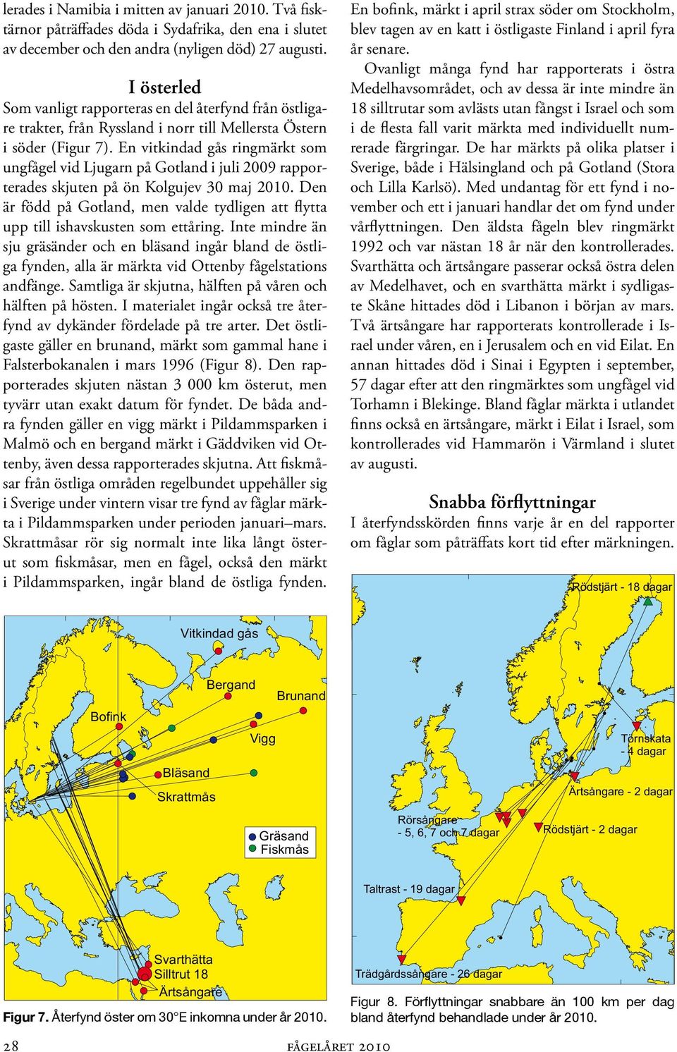 En vitkindad gås ringmärkt som ungfågel vid Ljugarn på Gotland i juli 2009 rapporterades skjuten på ön Kolgujev 30 maj 2010.