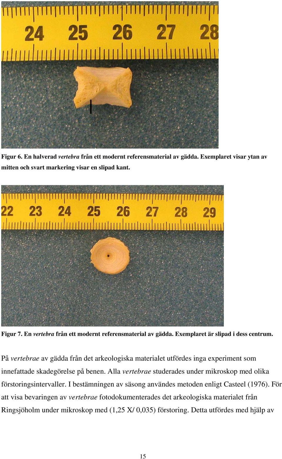 På vertebrae av gädda från det arkeologiska materialet utfördes inga experiment som innefattade skadegörelse på benen.