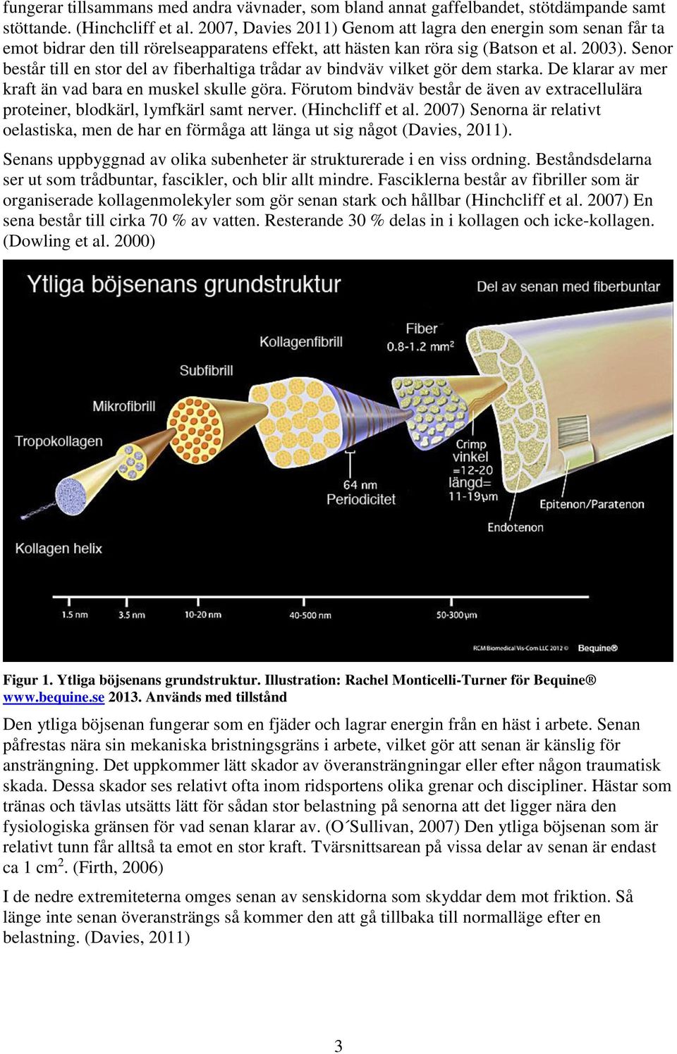 Senor består till en stor del av fiberhaltiga trådar av bindväv vilket gör dem starka. De klarar av mer kraft än vad bara en muskel skulle göra.