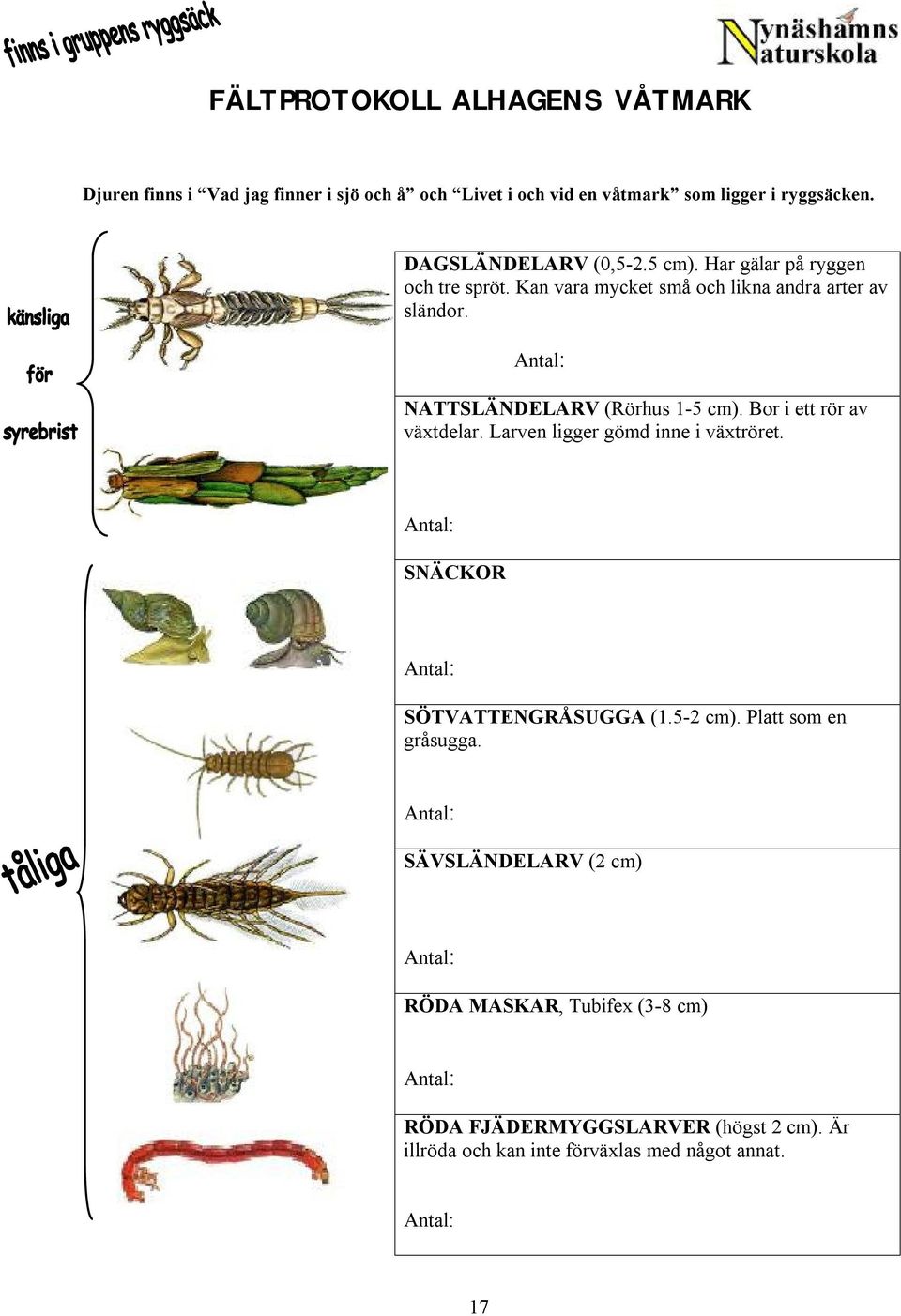 Antal: NATTLÄNDELARV (Rörhus 1-5 cm). Bor i ett rör av växtdelar. Larven ligger gömd inne i växtröret. Antal: NÄCKOR Antal: TVATTENGRÅUGGA (1.