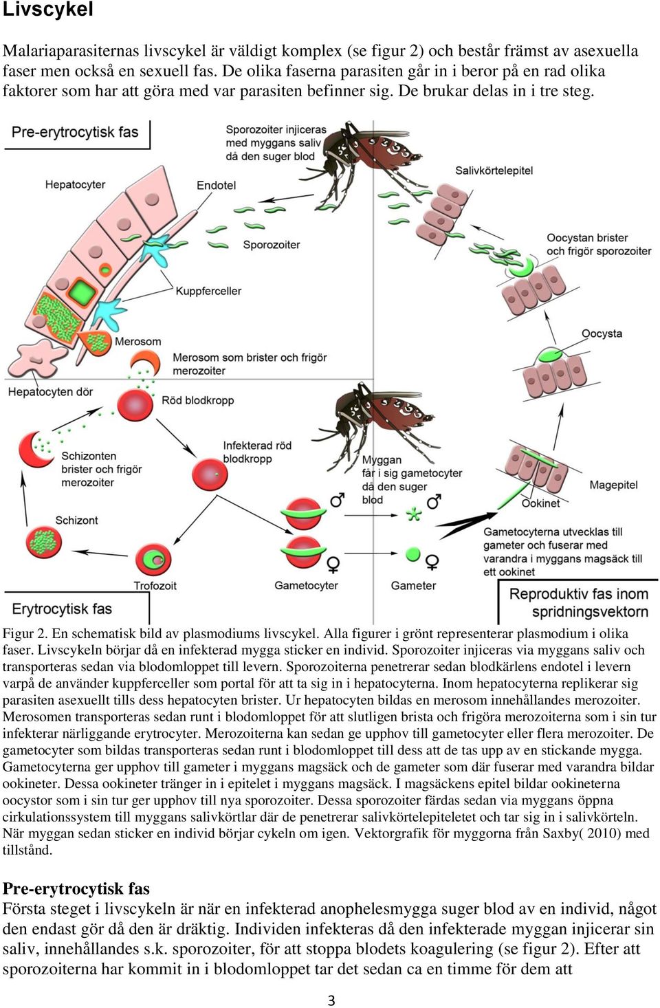 Alla figurer i grönt representerar plasmodium i olika faser. Livscykeln börjar då en infekterad mygga sticker en individ.