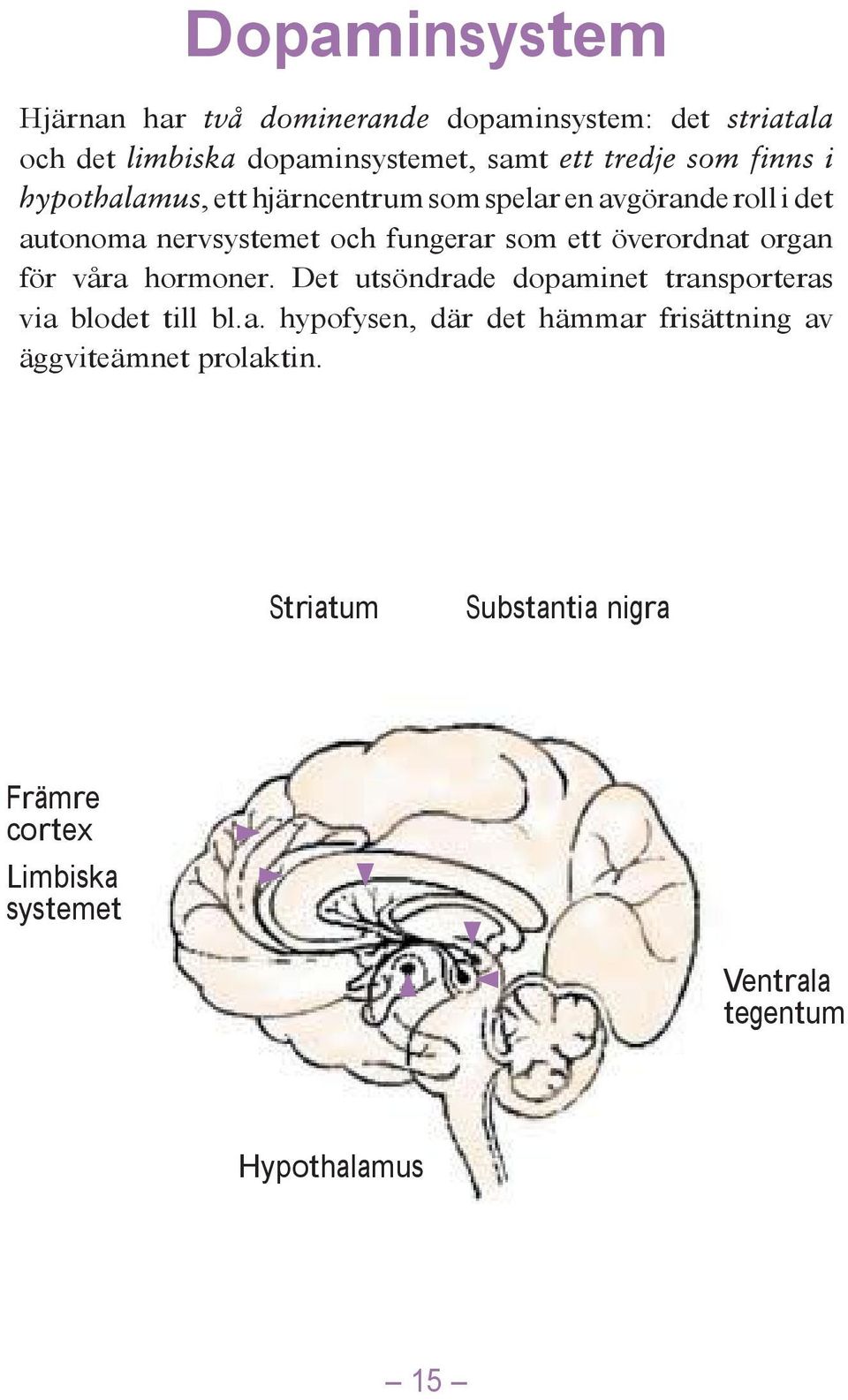 Det utsöndrade dopaminet transporteras via blodet till bl.a. hypofysen, där det hämmar frisättning av äggviteämnet prolaktin.