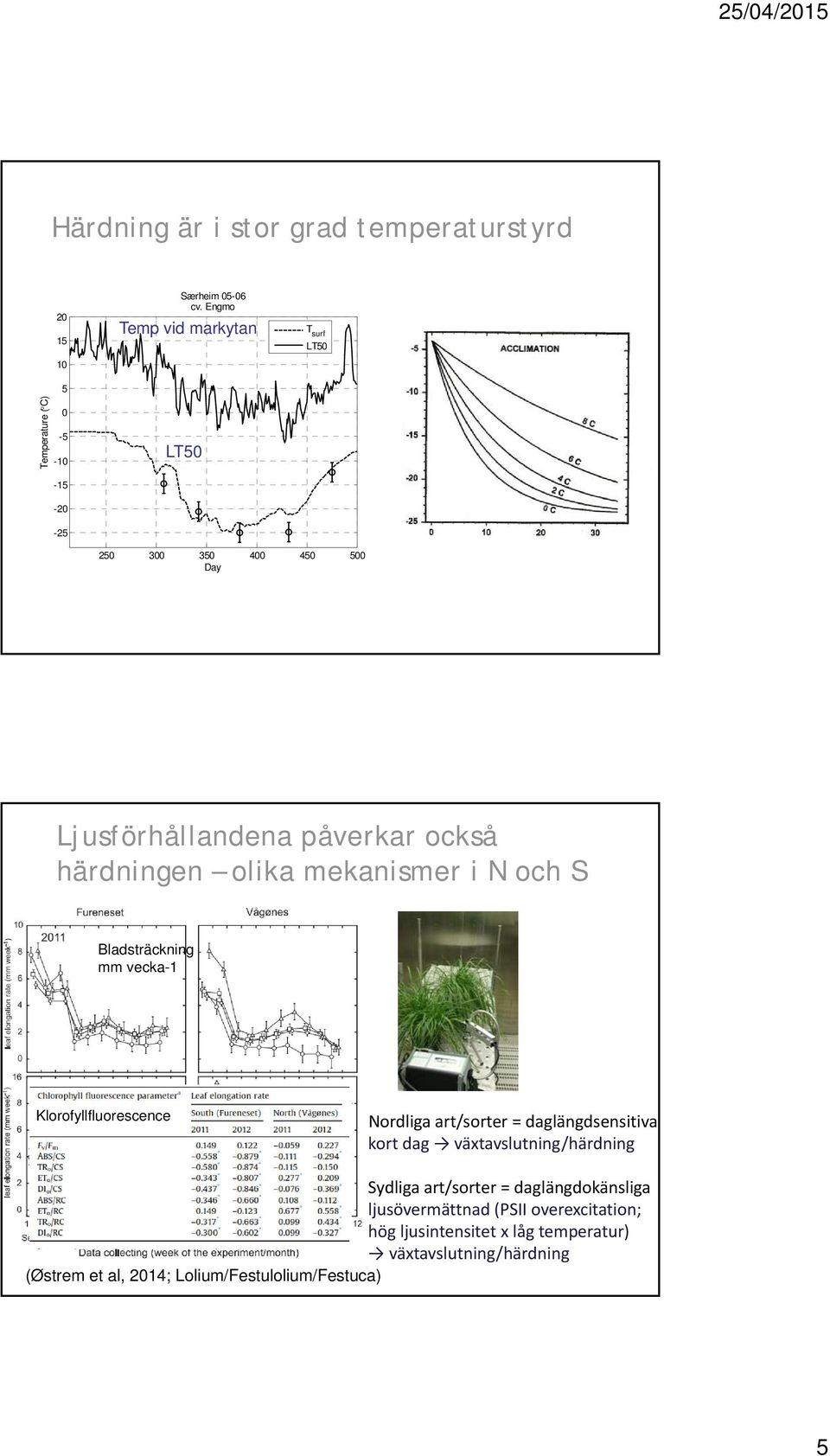 härdningen olika mekanismer i N och S Bladsträckning mm vecka-1 Klorofyllfluorescence Nordliga art/sorter = daglängdsensitiva kort dag