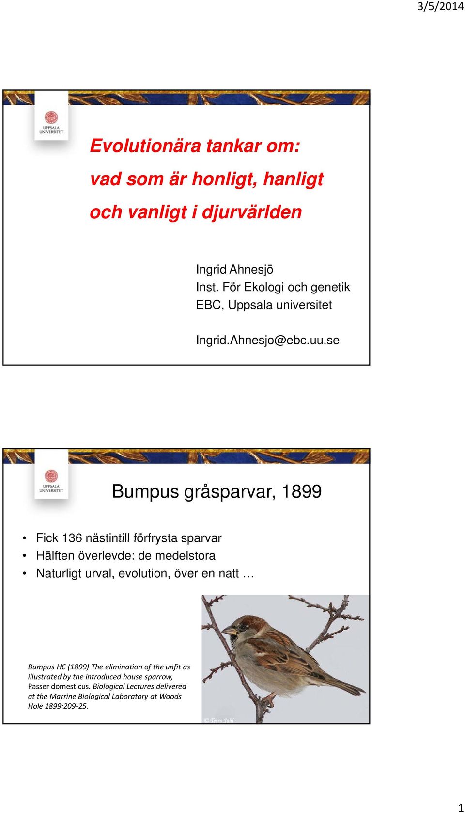 se Bumpus gråsparvar, 1899 Fick 136 nästintill förfrysta sparvar Hälften överlevde: de medelstora Naturligt urval, evolution,